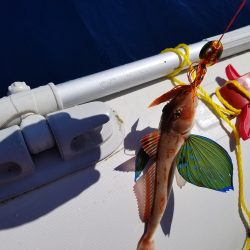 まだまだ・・。